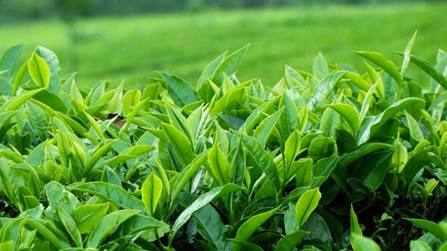 Innovation innovation: The motivation to bring Vietnamese tea to the world