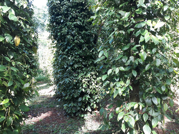 Pepper plants in Chu Se, Gia Lai, Vietnam