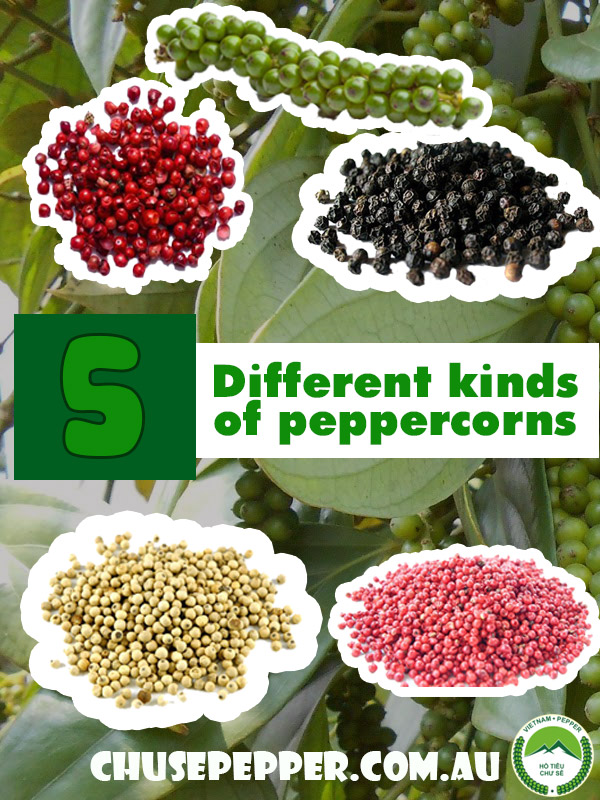 Different kinds of peppercorns Chu Se Pepper