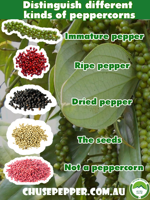 how to distinguish different kinds of peppercorns - Chu Se pepper