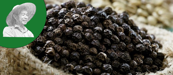 Speculators are gathering pepper in Vietnam Black Pepper market