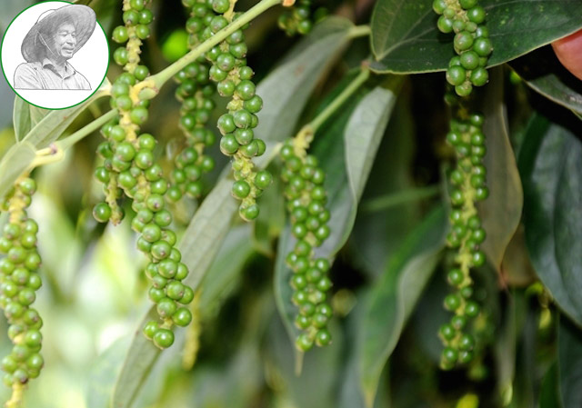 Vietnam black pepper price 10/07/2018