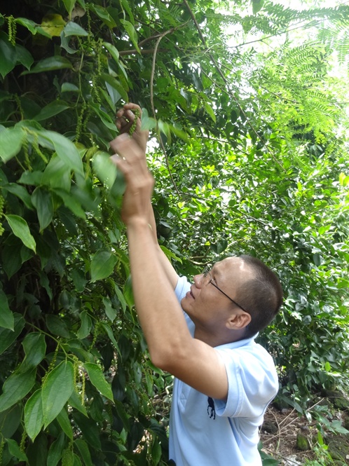 Pepper price dropped below VND 40,000 / kg