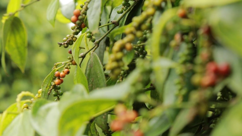 Pepper prices continue to fall by VND 500 / kg (September 20, 2019).