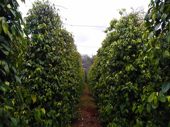 Join forces with pepper farmers: [Bài 2] Enterprises and banks join hands to solve