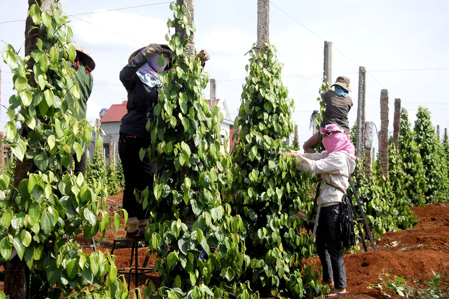 Pepper price dropped sharply unexpectedly, selling 1 kg at 10,000 dong loss