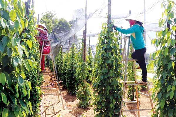 CPTPP and EVFTA: Rays of hope for Vietnam's pepper industry in the price crisis?