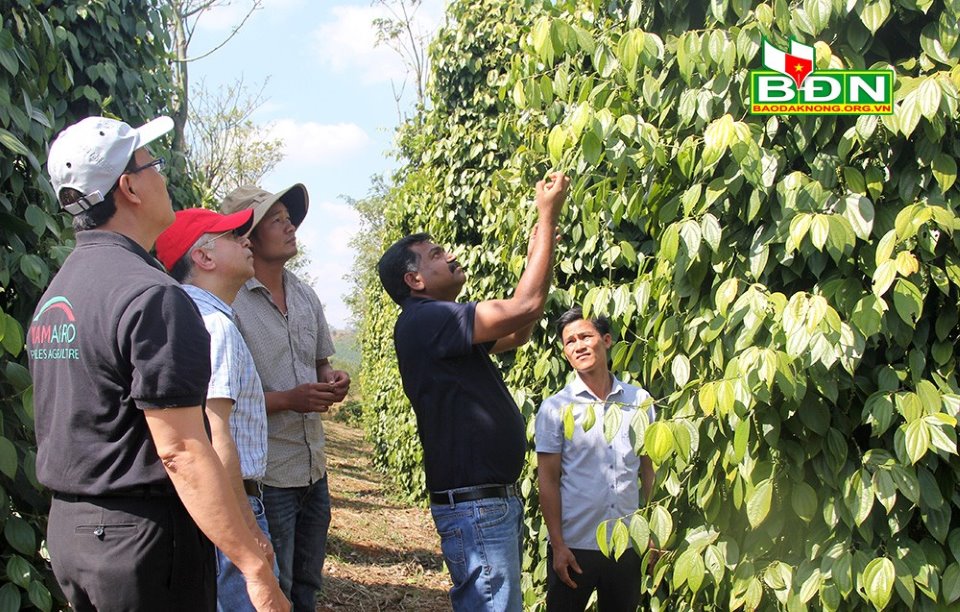 It is necessary to bring the pepper tree back into a stable development orbit