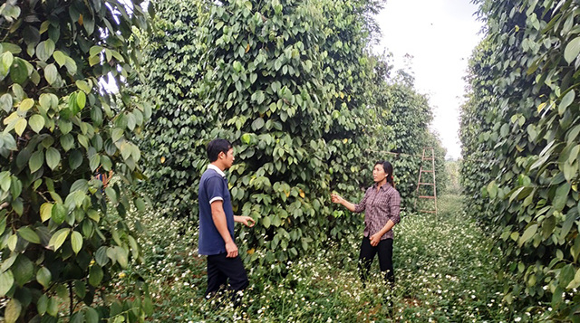 Cooperating in producing Organic pepper