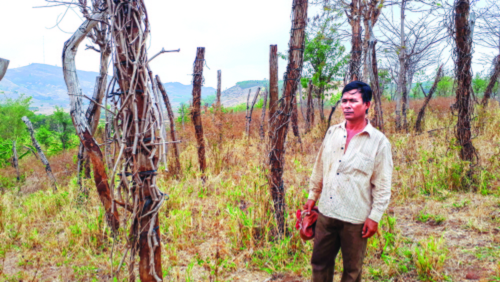 Pepper in the Central Highlands died in mass, growers fell into a spiral of debt