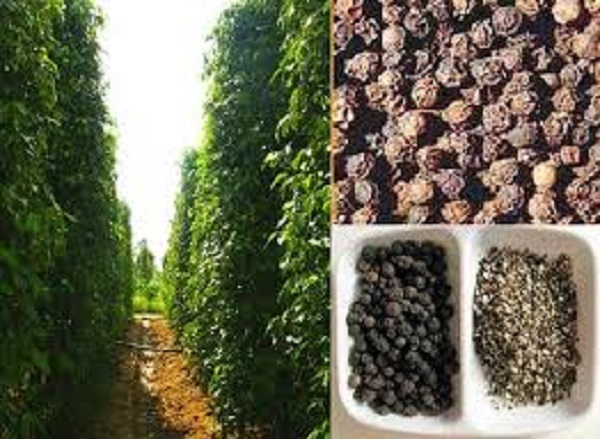 Production of Indian pepper in the 2019-2020 crop is expected to reach 50,000 – 55,000 tons