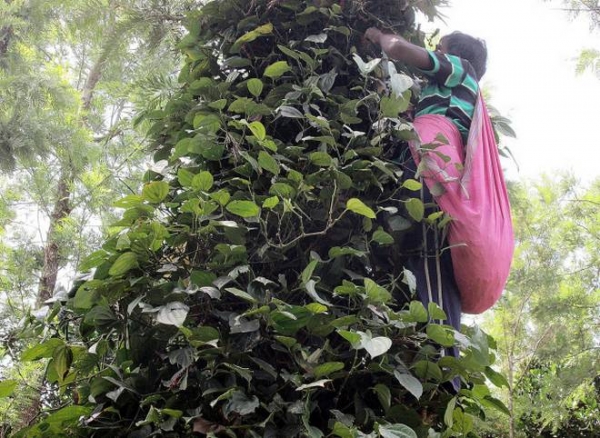 Farmers expect this year's crop to have a high yield