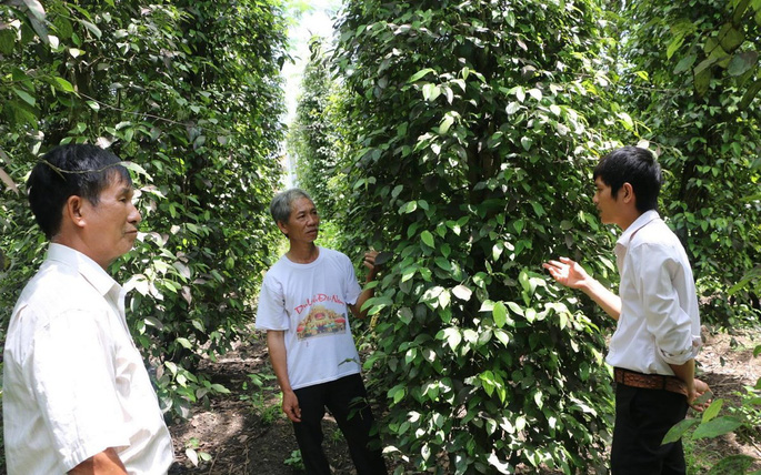 Another “bitter” season at the “capital” of Binh Phuoc pepper