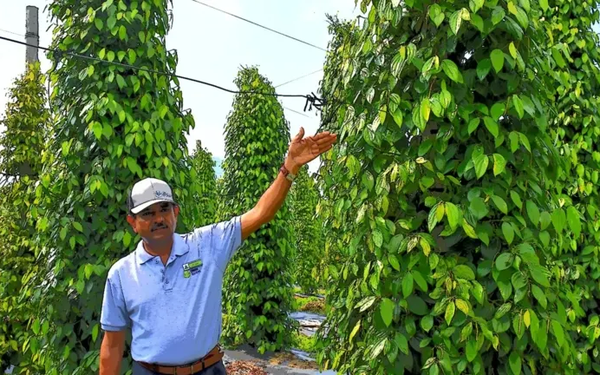 Singaporean company goes to Vietnam to plant pepper, cashew and chili to export directly to China: Vietnamese farmers are skillful, knowledgeable, and yield 7 times higher than India and Indonesia.