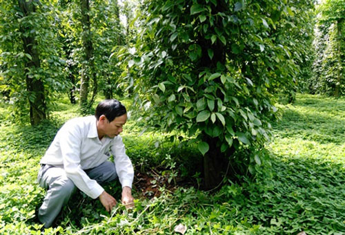 Binh Phuoc: The environment benefits from growing clean pepper