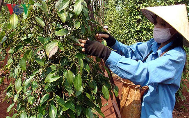 The Central Highlands: The paradox of farmers who owe on fertile basalt soil