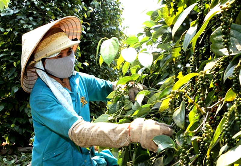 Pepper prices turned down after a series of calm days