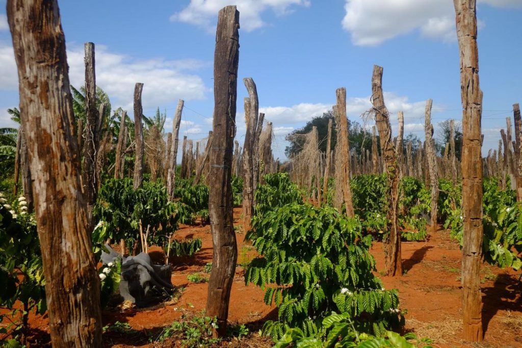 Dong Nai pepper prices decreased (February 19, 2020).