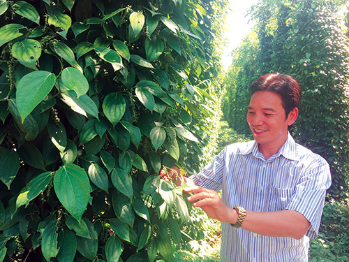 Strange: For pepper “eat” crab manure, duck eggs, milk, selling price 400 times higher