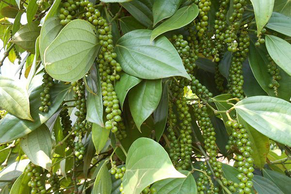 Fragrant pepper, growers are 'spicy'