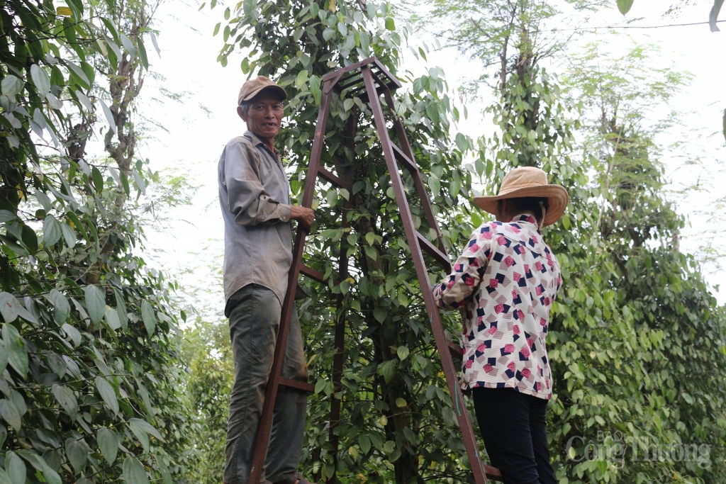 Pepper exports in March, 2020 increased but the prices decreased