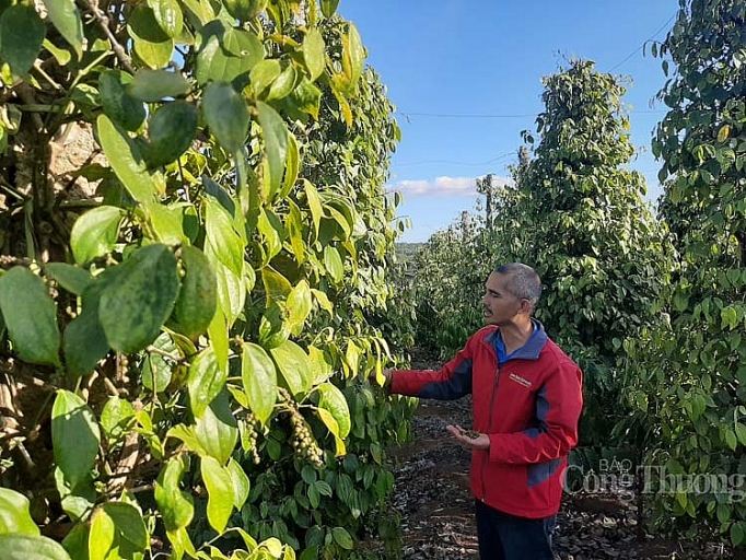 In 2020, pepper export is forecast to continue to face difficulties