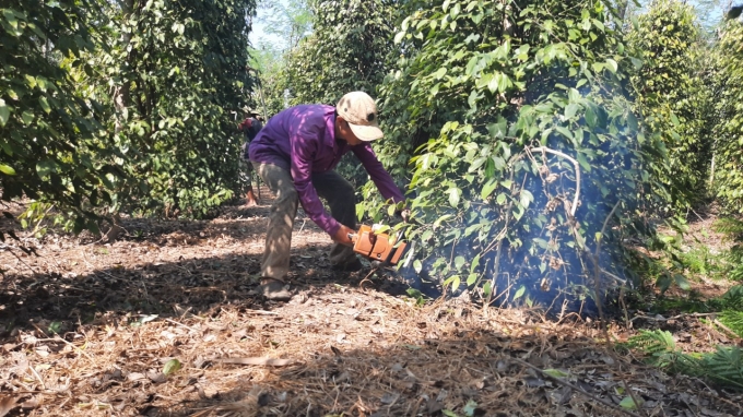 Many households cut pepper gardens and planted other trees. Photo: Tran Trung.