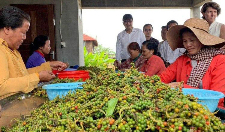 Cambodia urges farmers to improve the quality of pepper