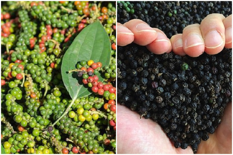 Dong Nai pepper price increased by VND 1,000 / kg