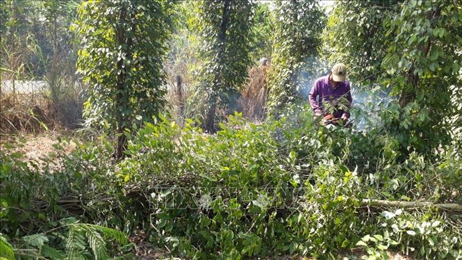 Pepper prices inched up but farmers still faced difficulties