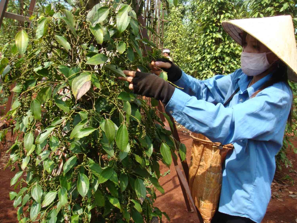 Pepper prices were stable at around VND 41,000 / kg (May 14, 2020).