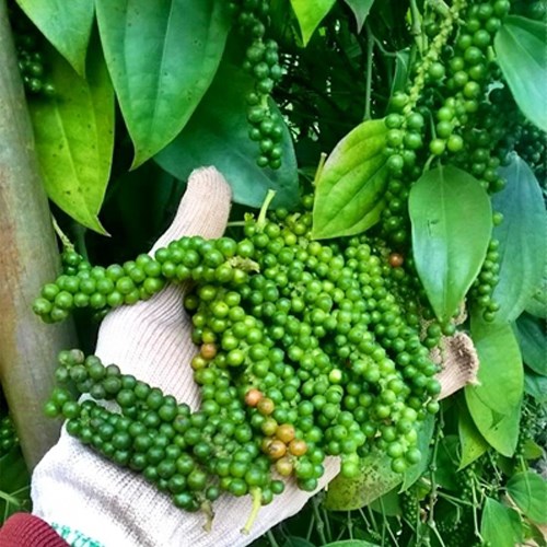 Market prices of agricultural products today 3/5/2020: Pepper prices, coffee prices go sideways