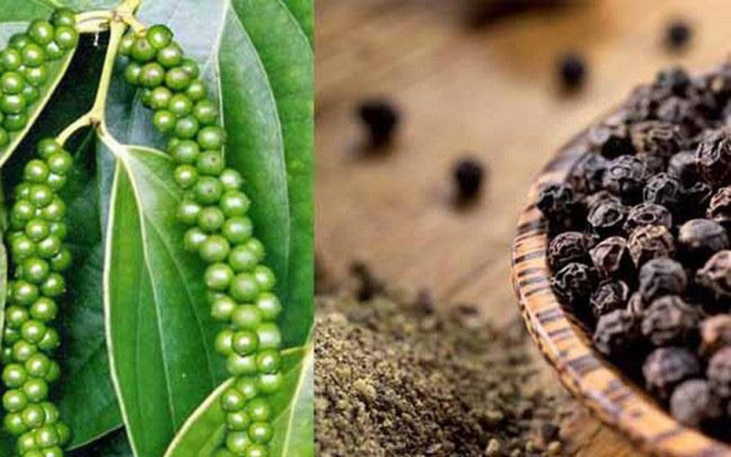 Pepper prices today 11/5/2020: Pepper prices remain unchanged