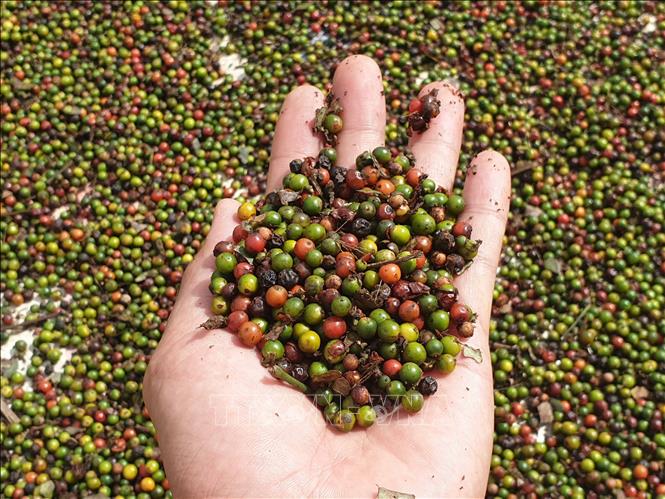 Pepper prices today 12/5/2020: Prices of Central Highlands, the South increased shock