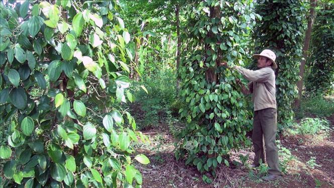 Pepper farmers have difficulty converting crops