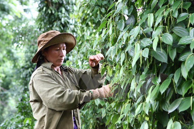 Pepper prices peaked for more than a year (May 29, 2020).