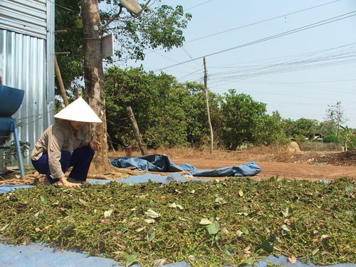 Survey of pepper growing provinces in Binh Phuoc and the Central Highlands provinces