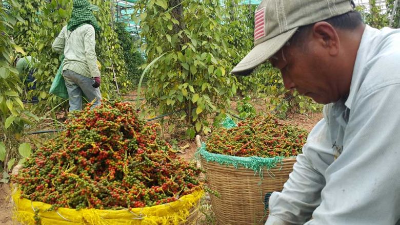 Cambodian Kampot pepper overcomes COVID-19 storm thanks to geographical indications