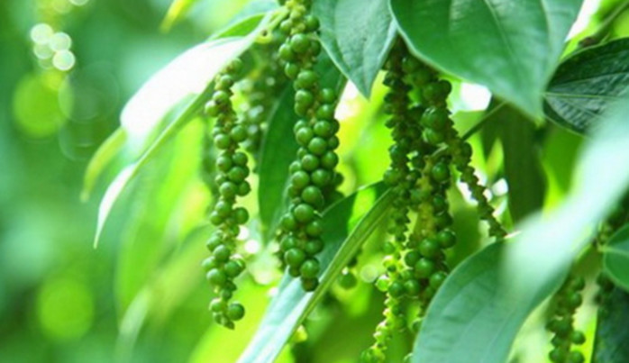 Pepper prices today 1/6, pepper growers expect June prices continue to restore momentum up 7,000 VND / kg, forecast today's pepper prices rise on International Children's Day.