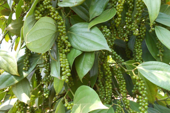 VPA Vice President: 'Virtual price increases, directly kill Vietnam's pepper export industry'