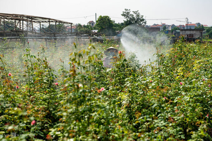 Western Tuu farmers sprayed on rose field.  Photo: Thanh Hue.