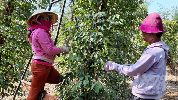 Harvesting pepper in Binh Phuoc.  Photo: Tran Trung.