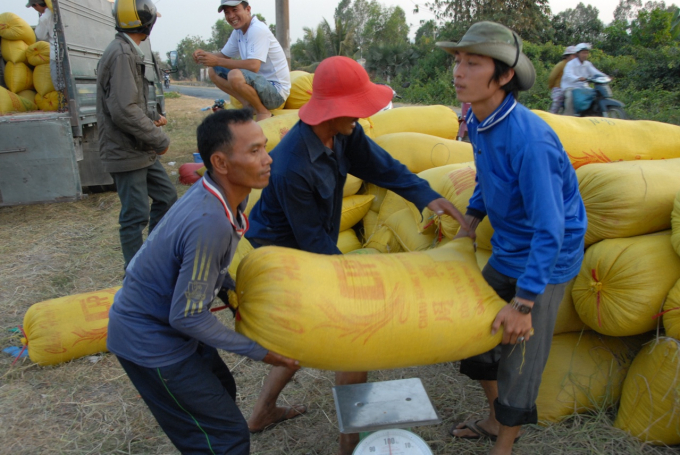 Rice continues to maintain the momentum of export growth from early 2020 to the present, despite the difficulties caused by the impact of the Covid-19 epidemic.  Photo: Le Hoang Vu.