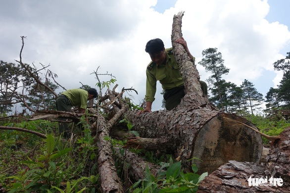 More than 150,000 people clear forests for agriculture in the Central Highlands - Photo 1.