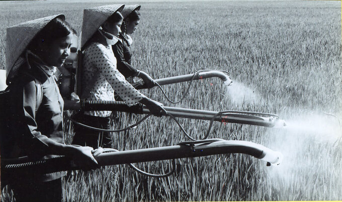 Farmers in Tam Hiep commune (Chau Thanh, Tien Giang) sprayed insecticide with brown leaf hopper in 1978. File photo: Tran Bieu.