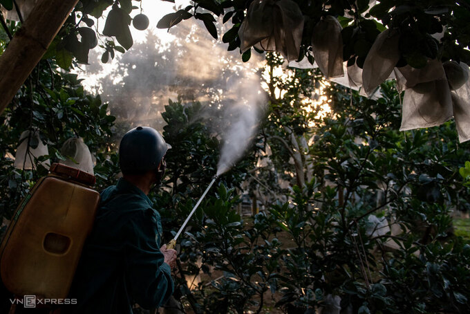 Red spider medicine on grapefruit trees outside Hanoi.  Photo: Thanh Hue.