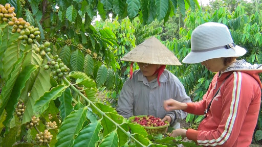 Credits proving the value of Vietnamese agricultural products - Photo 1.