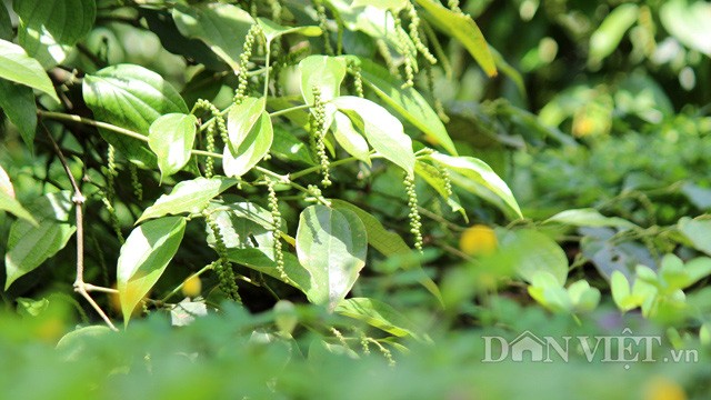 CLip Young director and dreams of processing organic pepper for Vietnamese - Photo 5.