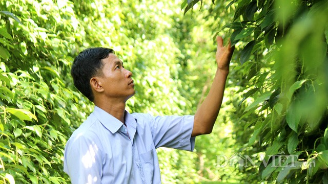 CLip Young director and dreams of processing organic pepper for Vietnamese - Photo 16.