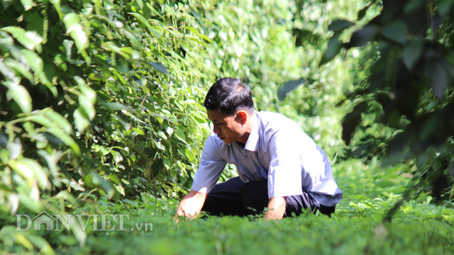 CLip Young director and dreams of processing organic pepper for Vietnamese - Photo 4.